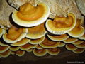 Ganoderma lucidum 6