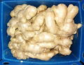 2024 Air dried fresh ginger 2