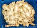 2024 Air dried fresh ginger 3