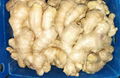 2024 Air dried fresh ginger 4