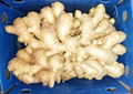 2024 Air dried fresh ginger 5