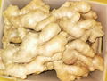 2023 Fresh ginger (AIR DRIED)