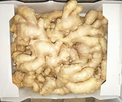 2024 NEW CROP FRESH JUMBO GINGER