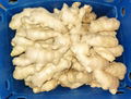 2024 NEW CROP FRESH JUMBO GINGER 5