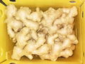 2024 NEW CROP FRESH JUMBO GINGER 7