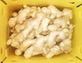 2024 NEW CROP FRESH JUMBO GINGER 8