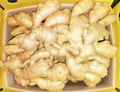 NEW CROP JUMBO FRESH GINGER