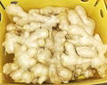 NEW CROP JUMBO FRESH GINGER