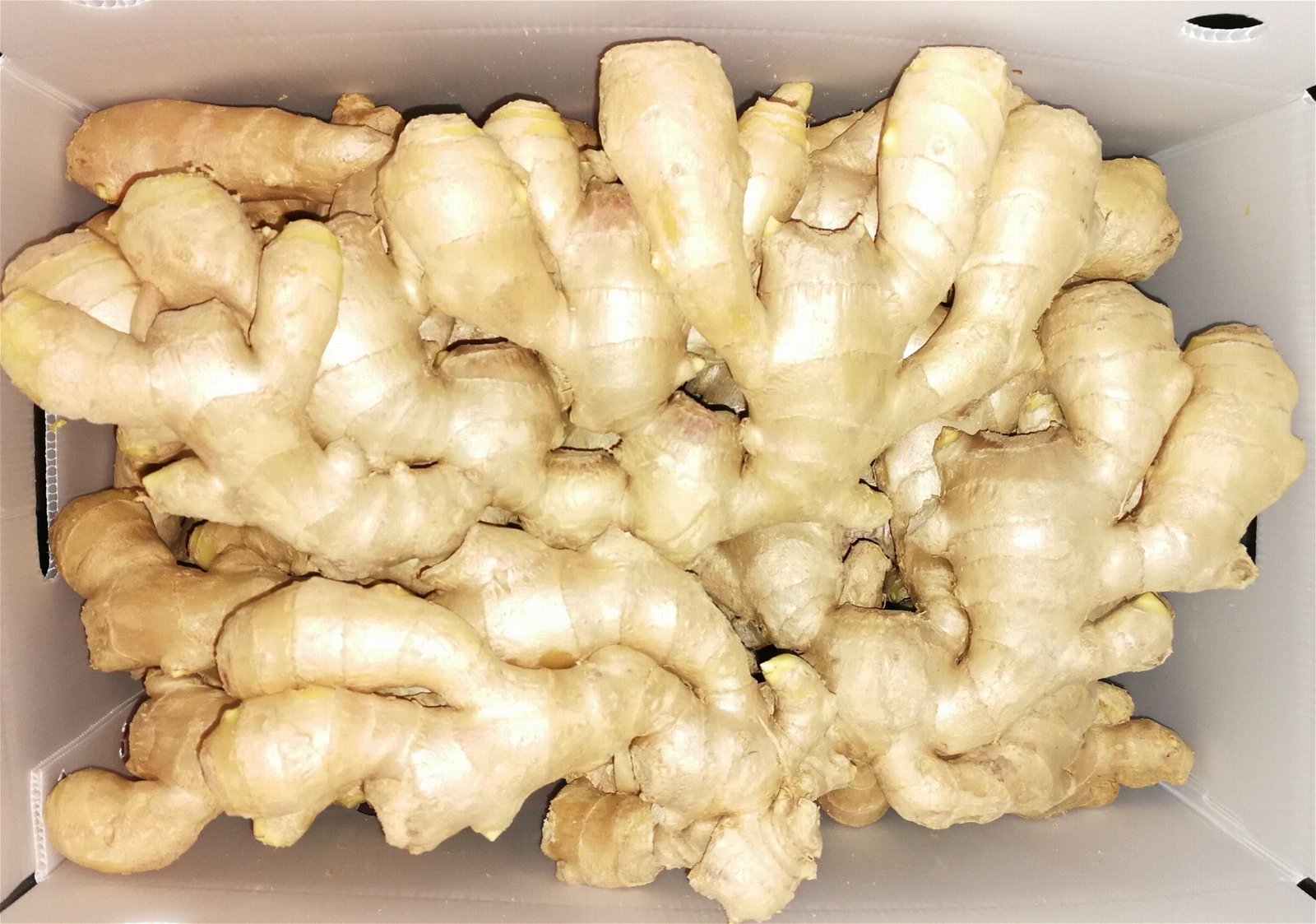 2023 Air dried ginger 2