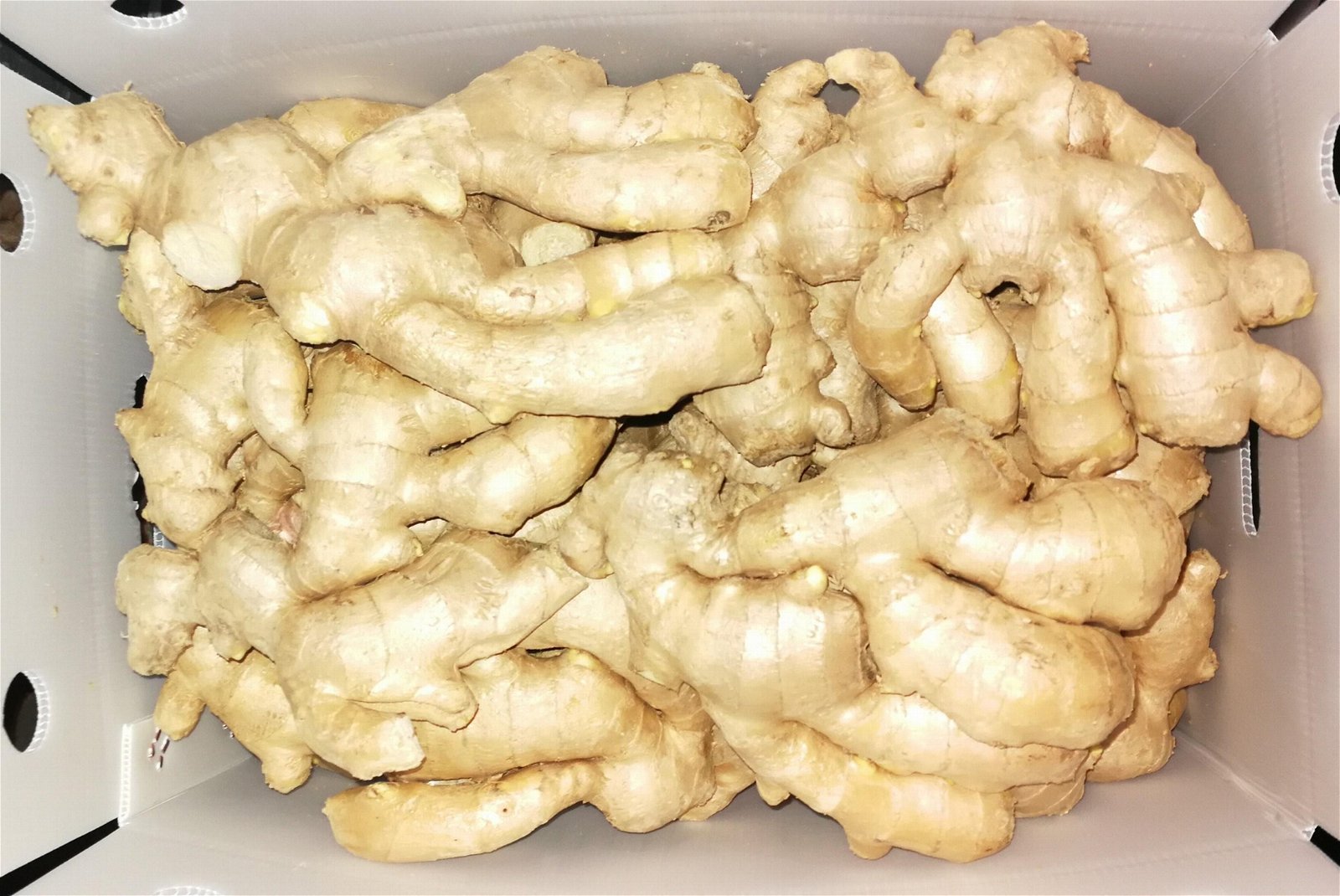 2023 Air dried ginger 3