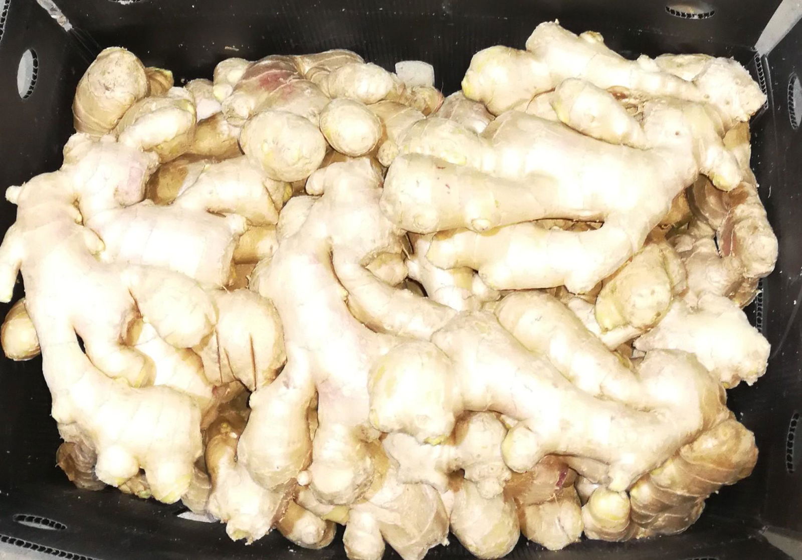 2023 Air dried ginger 4