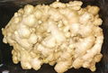 2024 Air dried ginger 6