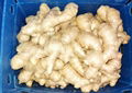 2025 Air dried ginger 8