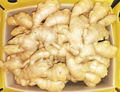 2024 Air dried ginger