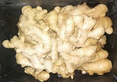 2021 new crop ginger (Hot Product - 1*)