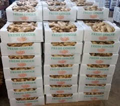 2025 Jumbo Air dried Ginger  (Hot Product - 1*)