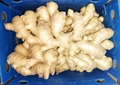 2024 Jumbo Air dried Ginger 