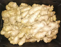 Air dry ginger