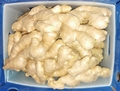 2025 New Chinese fresh ginger 3