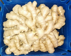 2025 Chinese Fresh air dry Ginger