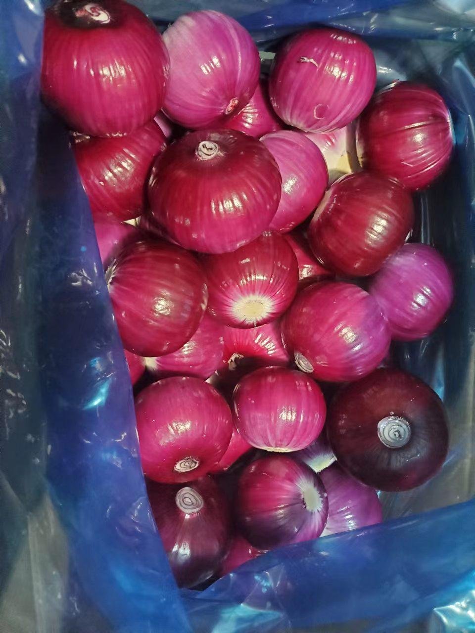 Peeled onion 2
