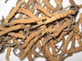 Cordyceps Sinensis