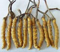 Cordyceps Sinensis 2