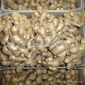 2024 GAP FRESH AIR DRIED GINGER 5