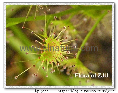 Drosera Peltata 2