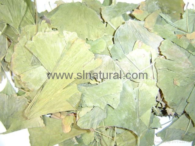 Ginkgo  Leaves 2