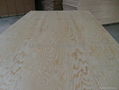 pine plywood