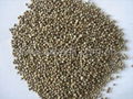 Hemp Seeds 2