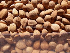 bitter almond