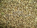 Hemp Seeds