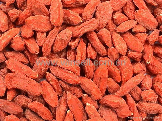 Chinese Wolfberry Fruit, Goji berry, Lycium Chinese 3