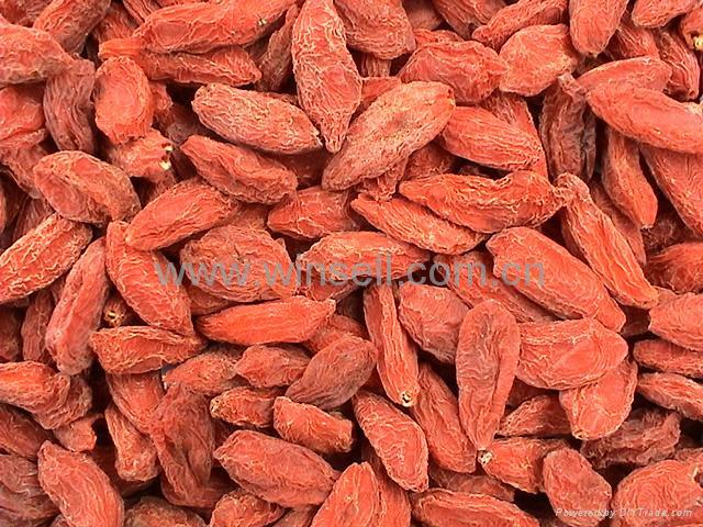 Chinese Wolfberry Fruit, Goji berry, Lycium Chinese 4