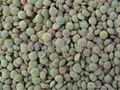 Lentils 3