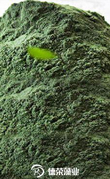 spirulina powder