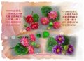 Carnation Rose 康乃馨 玫瑰花 母親節