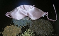 Decompression lavender eye pillow 5