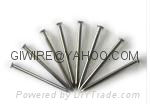 Common Iron Wire Nail  4