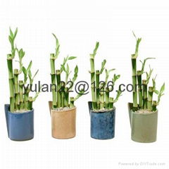 lucky bamboo sets