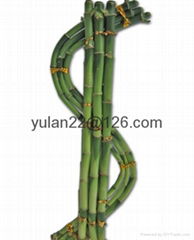 $ SHAPE LUCKY BAMBOO