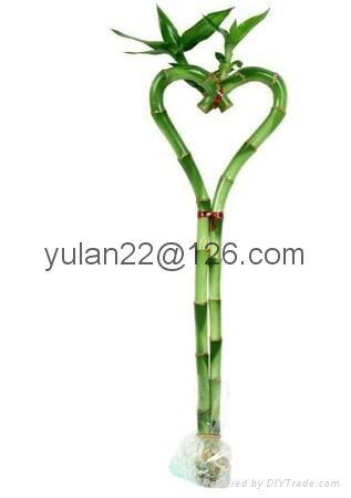 Heart shape lucky bamboo 2