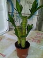 Lotus lucky bamboo 1