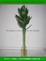 Lotus Lucky bamboo