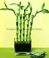 Straight lucky bamboo(Dracaena