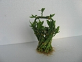 Straight lucky bamboo(Dracaena Sanderiana) 4