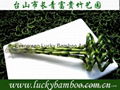 Vase Lucky bamboo(Dracaena Sanderiana) 2