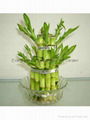 Vase Lucky bamboo(Dracaena Sanderiana) 4